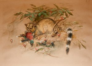 The Bassaris - Bassaris astuta  作： Joseph Wolf